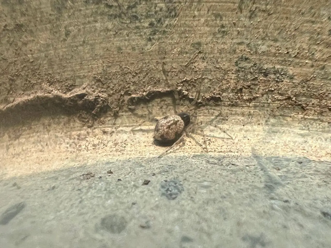 Urban wildlife photography 2