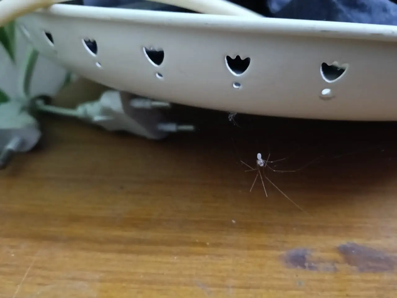 Urban wildlife photography 1