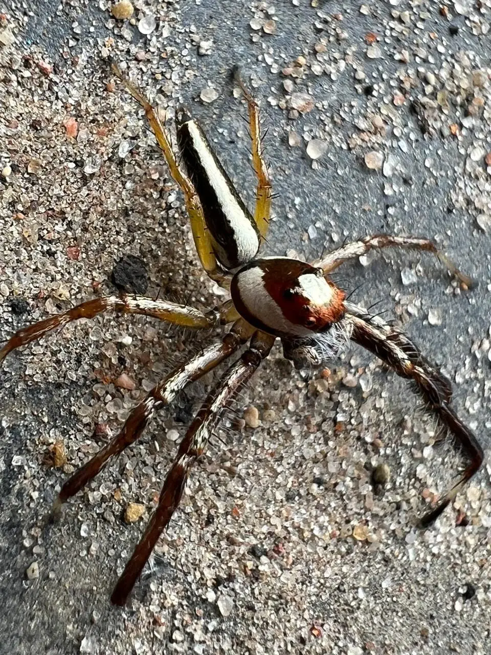 Urban wildlife photography 4