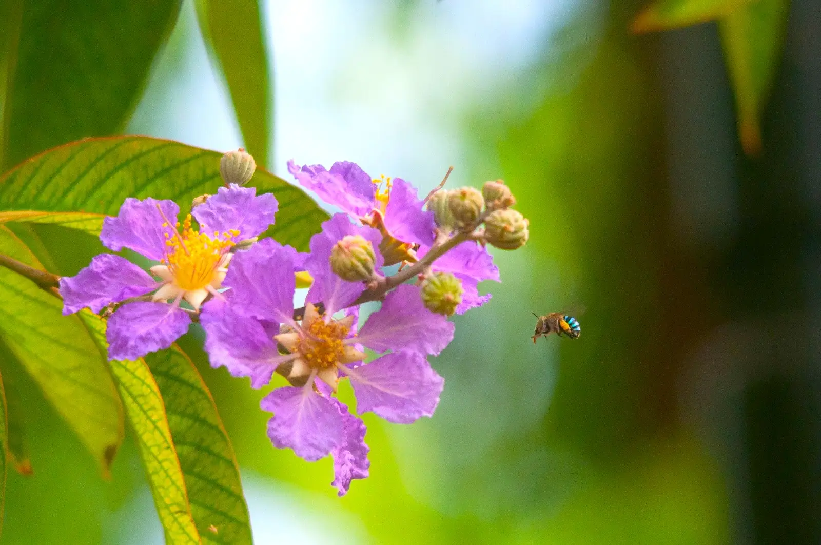 Urban wildlife photography 3